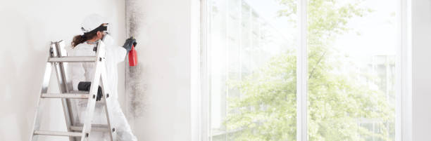 Reliable Welcome, SC Mold Removal Solutions